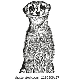 Meerkat vector illustration line art drawing black and white Meerkats

