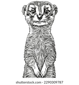 Meerkat vector illustration line art drawing black   white Meerkats
