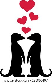 Meerkats in love