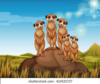 Meerkats standing on rock illustration