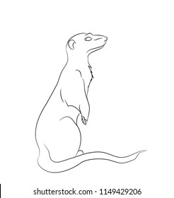 meerkaty lines, vector, white background