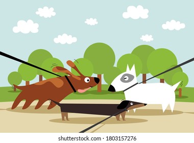 Meeting of the dogs that on a leashes  walking in the park