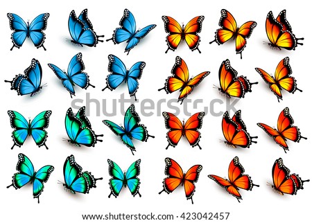 Mega collection of colorful isolated butterflies. Vector