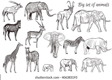 Mega collection or set of vector hand drawn detailed animals savanna theme giraffe zebra elephant antelope