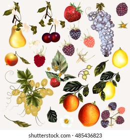 Mega collection of vector fruits and berries created in vintage style