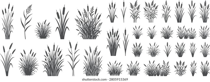 Mega set of swamp reeds and cattails silhouettes isolated on transparent background. Black bulrush and water grass vector elements for wetland landscape design.