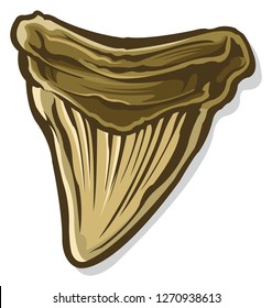 Megalodon tooth isolated
