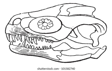 Megalosaurus or Megalosaurus bucklandii, showing Skull, vintage engraved illustration. Dictionary of Words and Things - Larive and Fleury - 1895