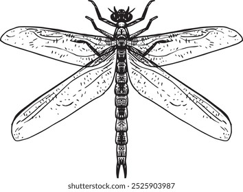 Meganeura - ilustración de insecto extinto de Vector dibujado a mano