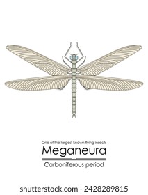 Meganeura, one of the largest known flying insects, creature from the Carboniferous Period. Colorful illustration on a white background