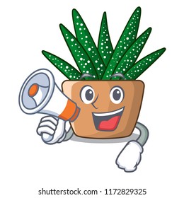 With megaphone mini zebra cactus on cartoon pot