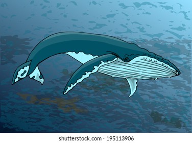 Megaptera novaeangliae whale (humpback whale)