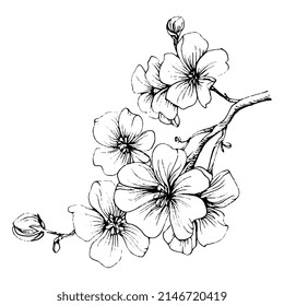 Mehndi flower for henna. Floral botanical flower. Vector hand drawing wildflower