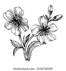 Mehndi flower for henna. Floral botanical flower. Vector hand drawing wildflower
