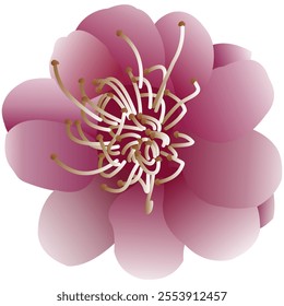 Mei hua (plum blossom) flower vector design for chinese new year