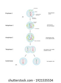 Meiosi I, erster Schritt der Zellteilung.  Diagramm mit Phasen. Bildungsinfographie