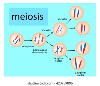 366 Cell division meiosis Stock Vectors, Images & Vector Art | Shutterstock