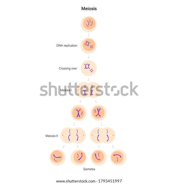 Meiosis Cell Division Diploid Animal Cells Stock Vector (Royalty Free ...