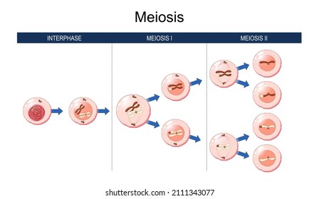 Meiosis. Cell Division. Homologous Chromosomes Exchange Genetic Information. During The First Meiosis. The Daughter Cells Divide For To Form Haploid Gametes.