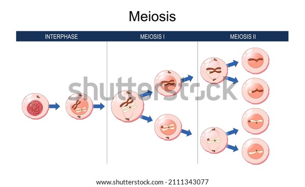 Meiosis. cell division. homologous\
chromosomes exchange genetic information. during the first meiosis.\
The daughter cells divide for to form haploid\
gametes.