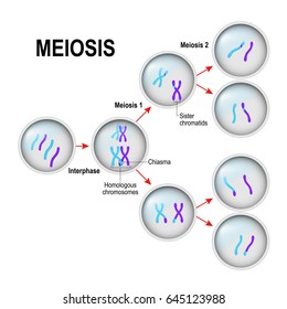 Royalty Free Meiosis Stock Images Photos Vectors Shutterstock
