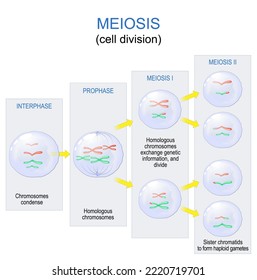 Meiosis. Cell Division For Produce The Gametes, Such As Sperm Or Egg Cells. Sexually Reproduction. Vector Diagram. Poster For Education