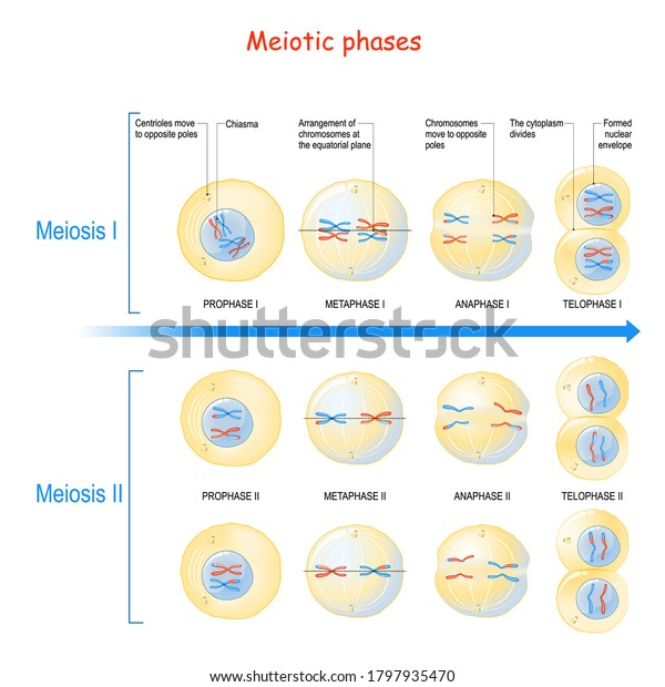 Meiosis Cell Division Sexually Reproducing Organisms Stock Vector ...