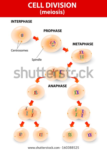 Meiosis Cell Division Vector Diagram Stock Vector Royalty Free 160388525 