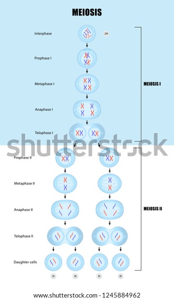 Meiosis Diagram Cell Division Stock Vector Royalty Free 1245884962 8344