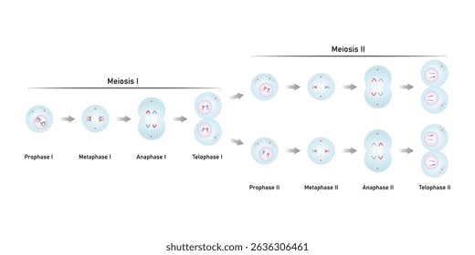 Meiosis, Gametes (Sperm and Egg) Cells Division Science Design. Vector Illustration.