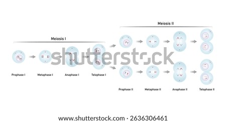 Meiosis, Gametes (Sperm and Egg) Cells Division Science Design. Vector Illustration.