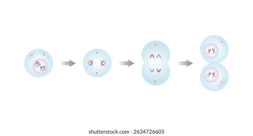 Meiosis I, Primeira Divisão de Meiosis Science Design. Ilustração de vetor.