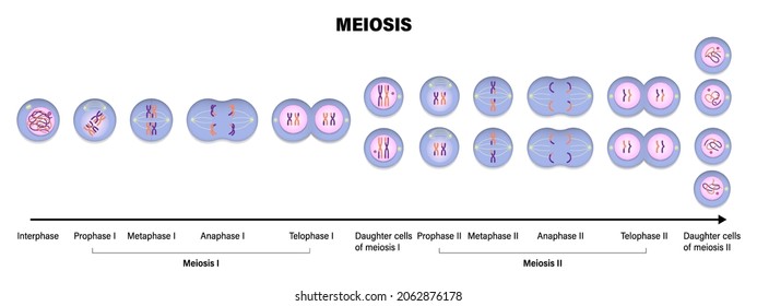 Meiosis. Meiotic division of an animal cell. Prophase, Metaphase, Anaphase, and Telophase. 