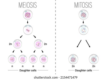 Meiosis and Mitosis diagram vector. Cell division. Prophase, Metaphase, Anaphase, and Telophase. 
