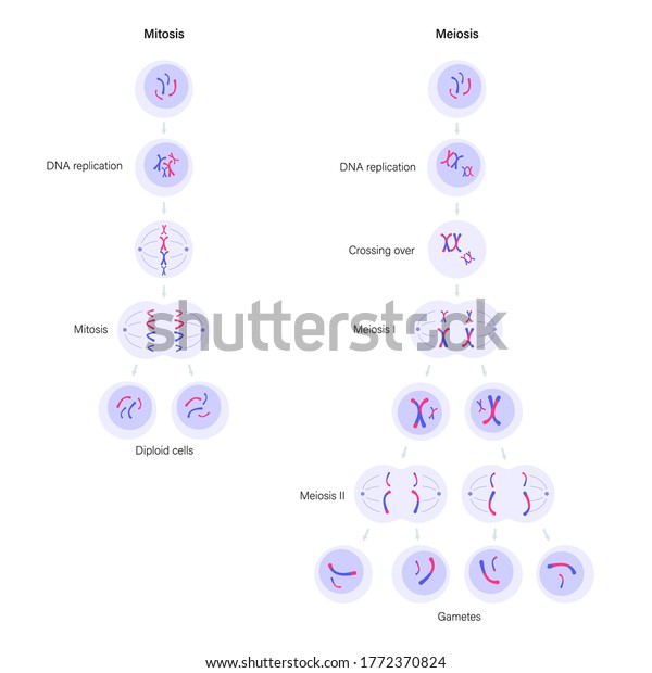 Diagram Of Meiosis And Mitosis Normal Cell Division With 0263