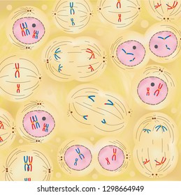 Meiosis is the process in eukaryotic. 