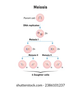 Diseño Científico del Proceso de Meiosis. Ilustración vectorial.