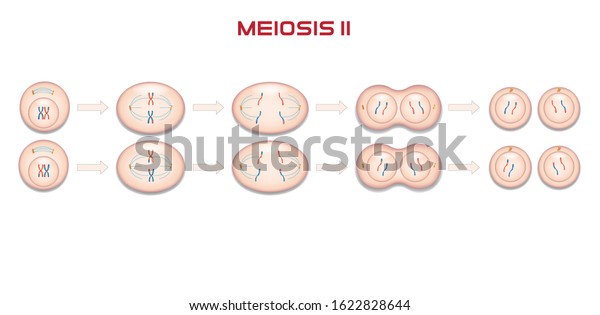 Meiosis Type Cell Division Stock Vector Royalty Free