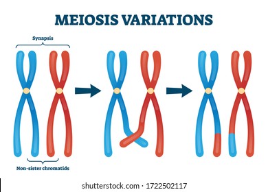Meiosis variations vector illustration. Educational genetic cell division. Scheme with synapsis and non sister chromatids. Diagram with meiosis stages and duplication. Crossed over chromosomes example