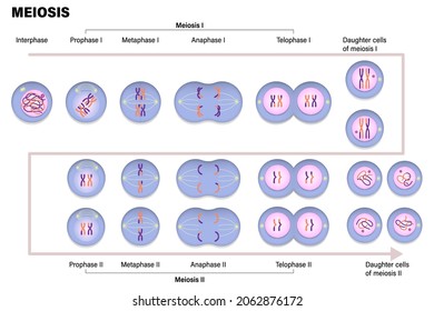 Meiotic Division Of An Animal Cell. Diagram Of Meiosis. Prophase, Metaphase, Anaphase, And Telophase. 