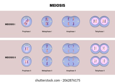 Meiotic Division Of An Animal Cell. Diagram Of Meiosis. Prophase, Metaphase, Anaphase, And Telophase. 