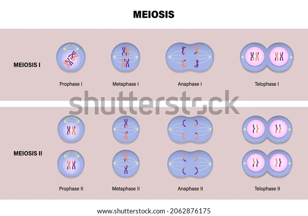 Meiotic Division Animal Cell Diagram Meiosis Stock Vector (Royalty Free ...