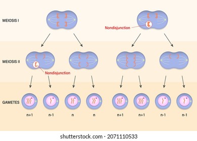 Meiotic Nondisjunction. Abnormal Chromosome Number. 