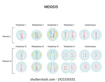 Meiotic phases: Prophase, Metaphase, Anaphase, and Telophase.Process cell division in sexually reproducing organisms.Educational infographic 