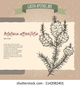 Melaleuca alternifolia aka tea tree h. Green apothecary series. Great for traditional medicine, gardening or cooking design.