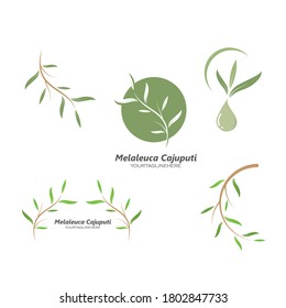 melaleuca cajuputi leaf icon vector illustration design template