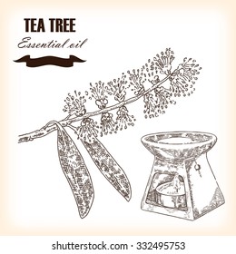 Melaleuca. Hand drawn Tea Tree essential oil. Vector illustration