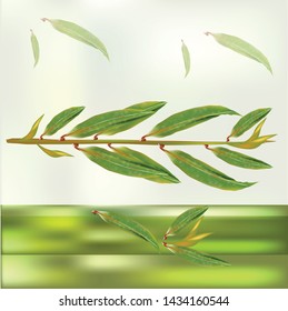 Melaleuca leaf backgroud is green