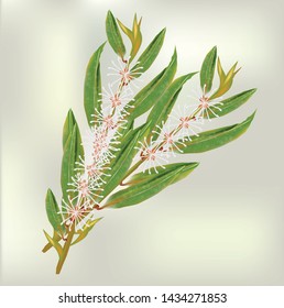 Melaleuca leaves are a green leaf
