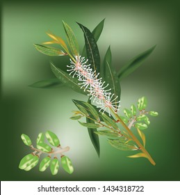 Melaleuca leaves are a long pointed leaf